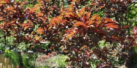 5 Razloga da posadite drvo šljive u svojoj bašti